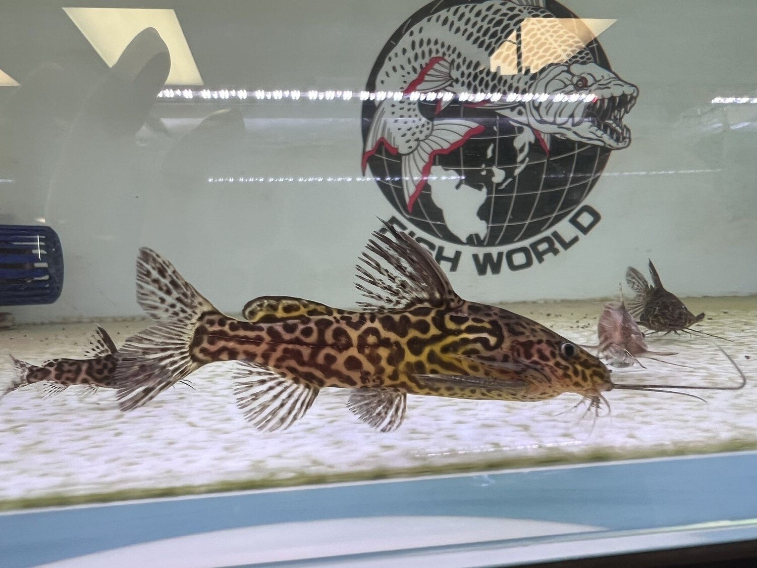 Marbled Synodontis Catfish