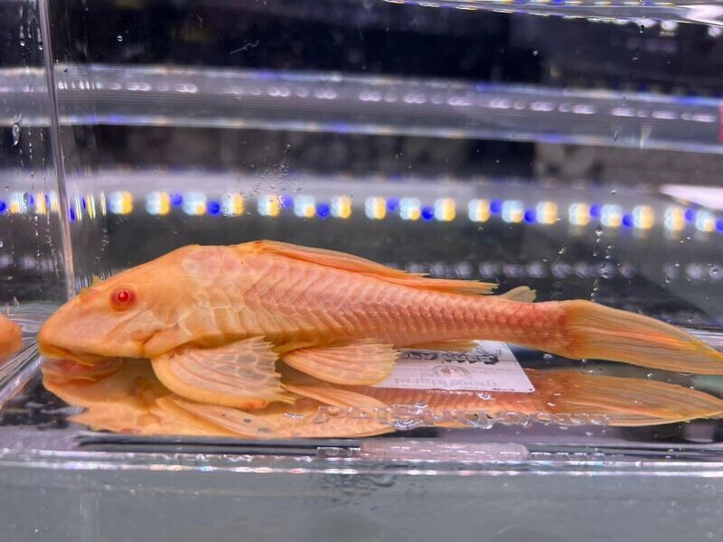 Albino Gibbceps Sail Fin Pleco