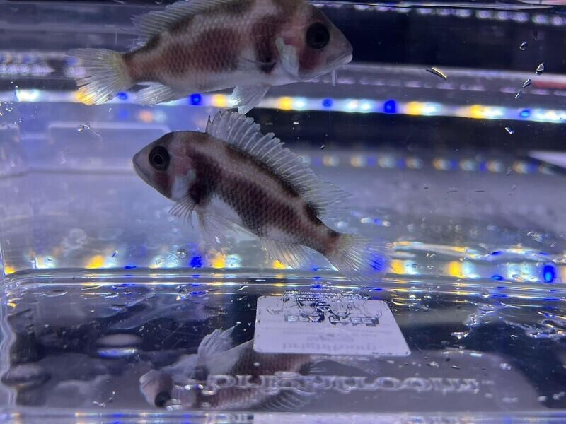 Black Widow Frontosa Cichlid