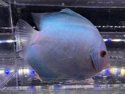 Blue Diamond Discus