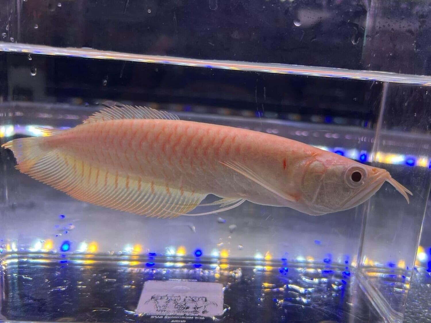 Albino Silver Arowana