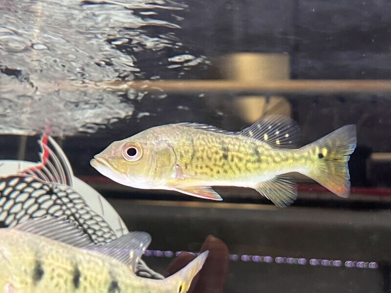Wild Kelberi Peacock Bass