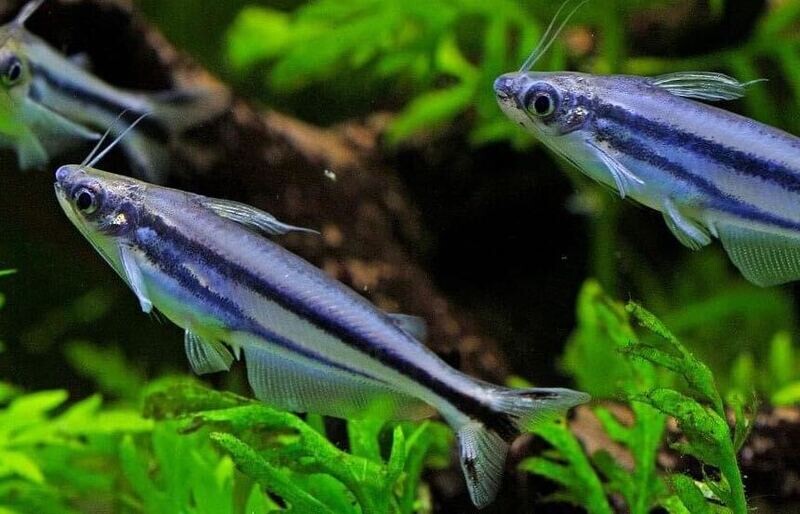 African Glass Catfish