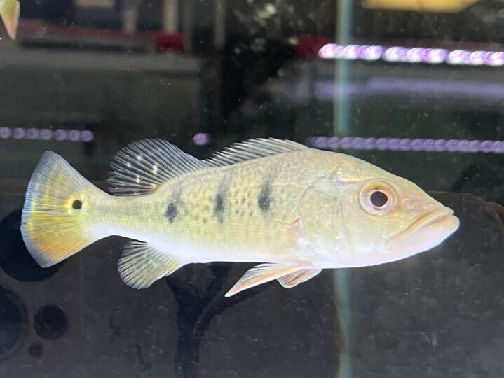 Ocellaris Peacock Bass