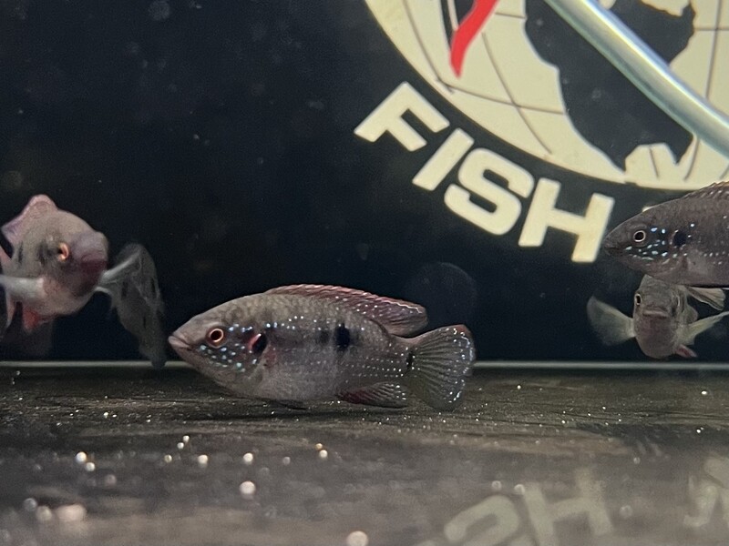 African jewel fish