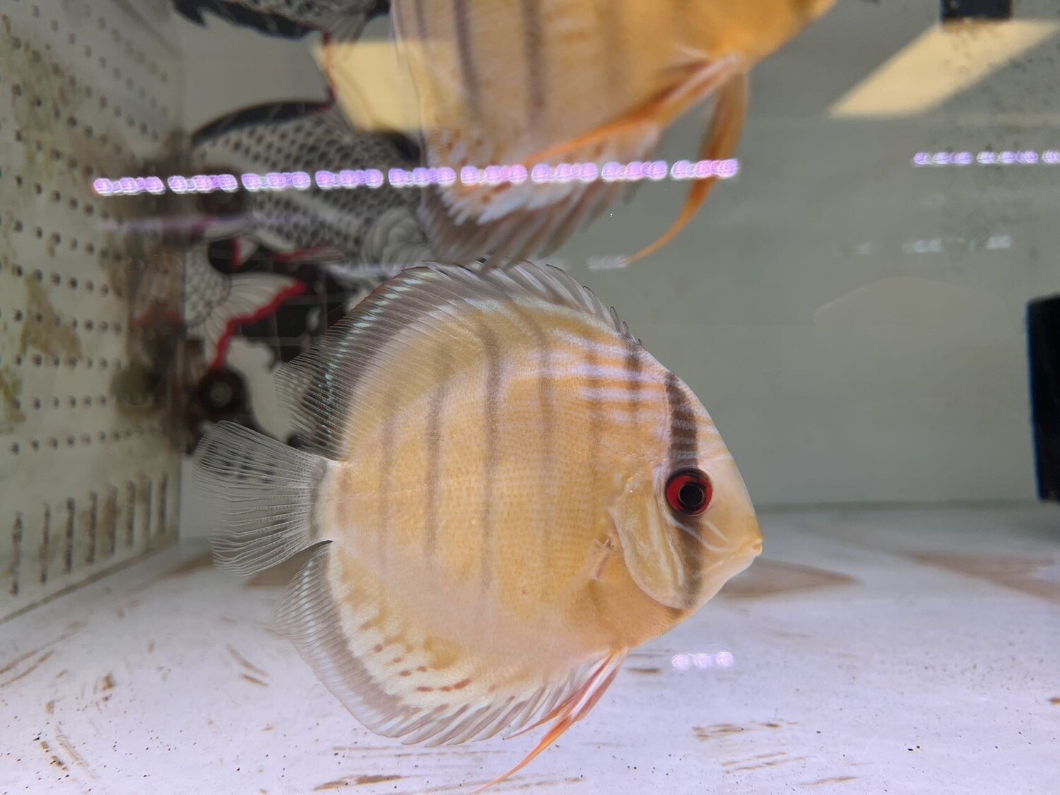 Red Spot Green Discus – Wild Rio Nanay