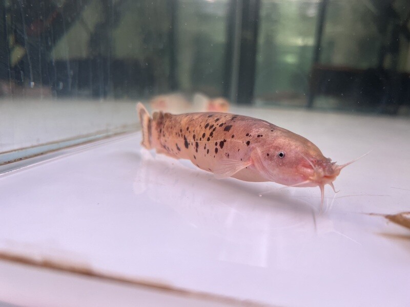 Electric Catfish