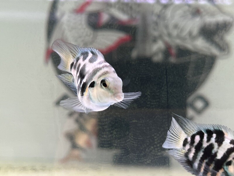 Polar Blue Convict Parrot Cichlid