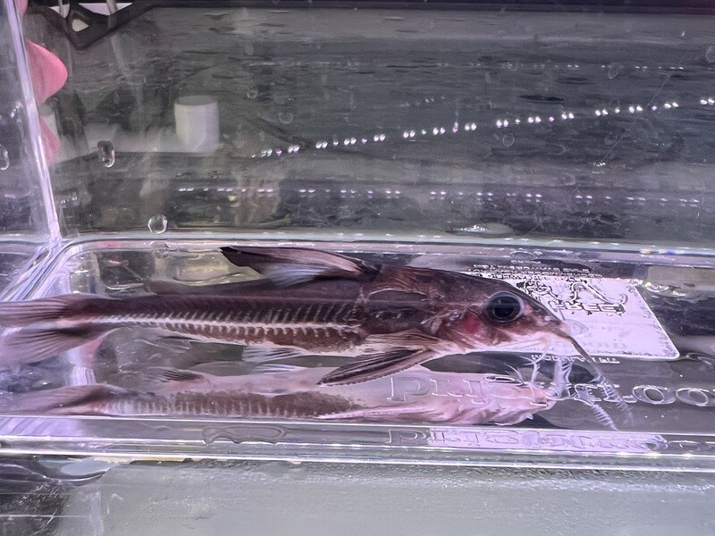 Trimaculatus Dolphin Catfish