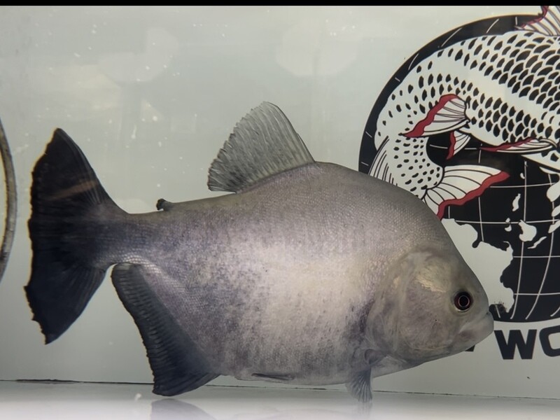 Peru Black piranha