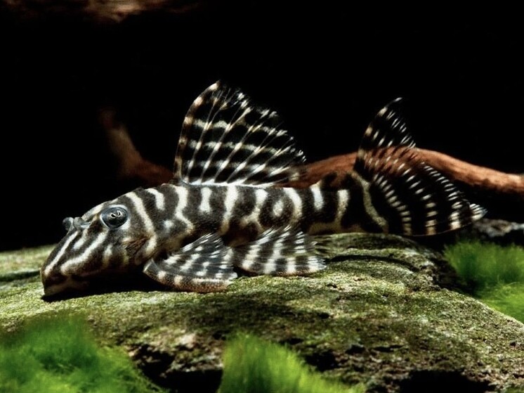 Pleco L129 zebra Colombian