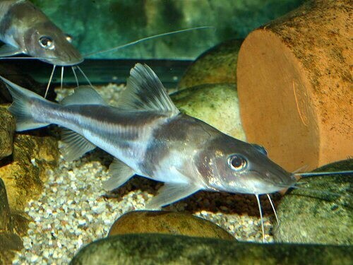 Ornate Catfish