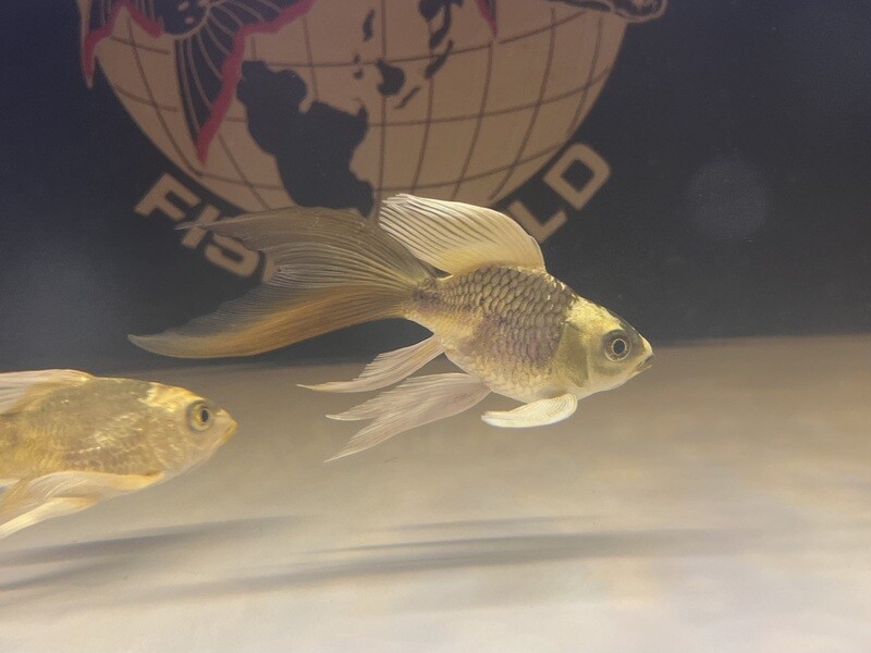Panda Shortbody Long Fin Koi