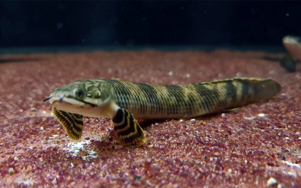 Mokelembembe Bichir