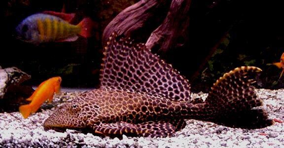L165 Sail Fin Pleco