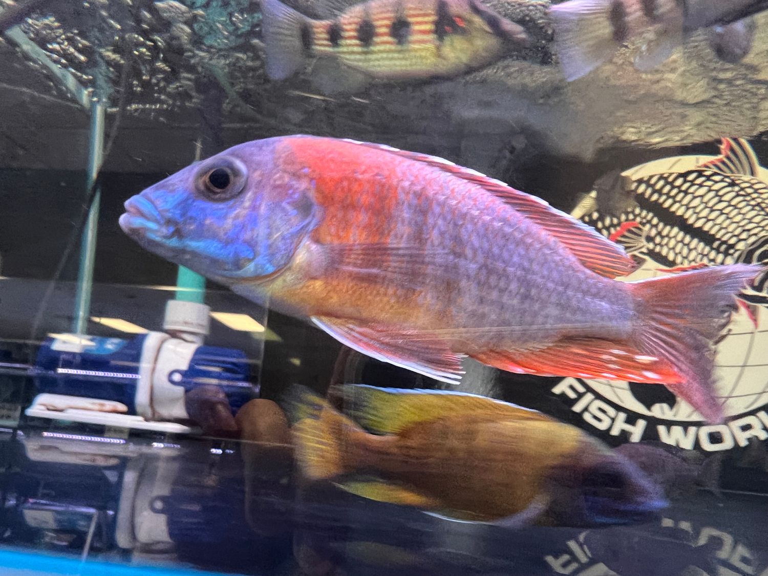 German Ruby Red Peacock
