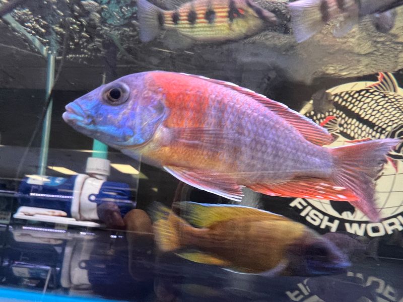 German Ruby Red Peacock
