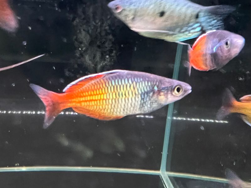 Boesemani Rainbowfish