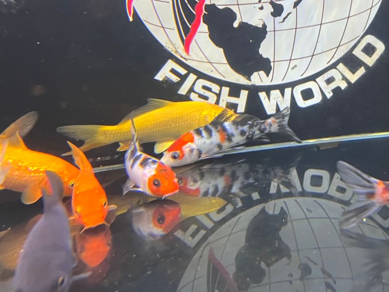 Japanese Koi Fish