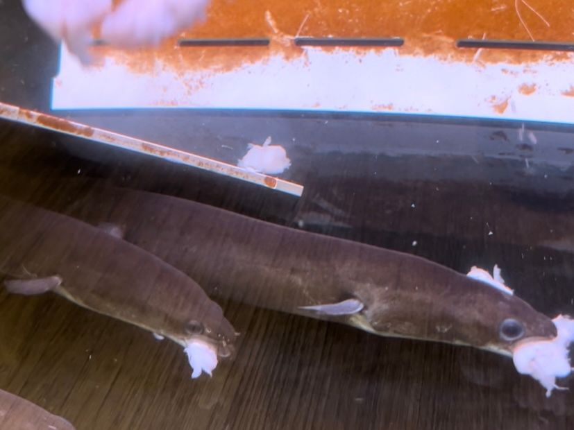 American Eel