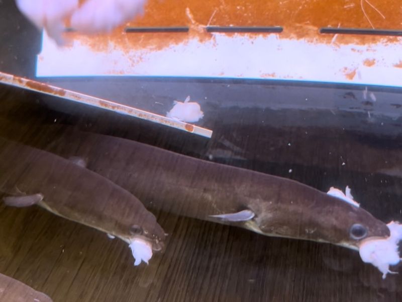 American Eel