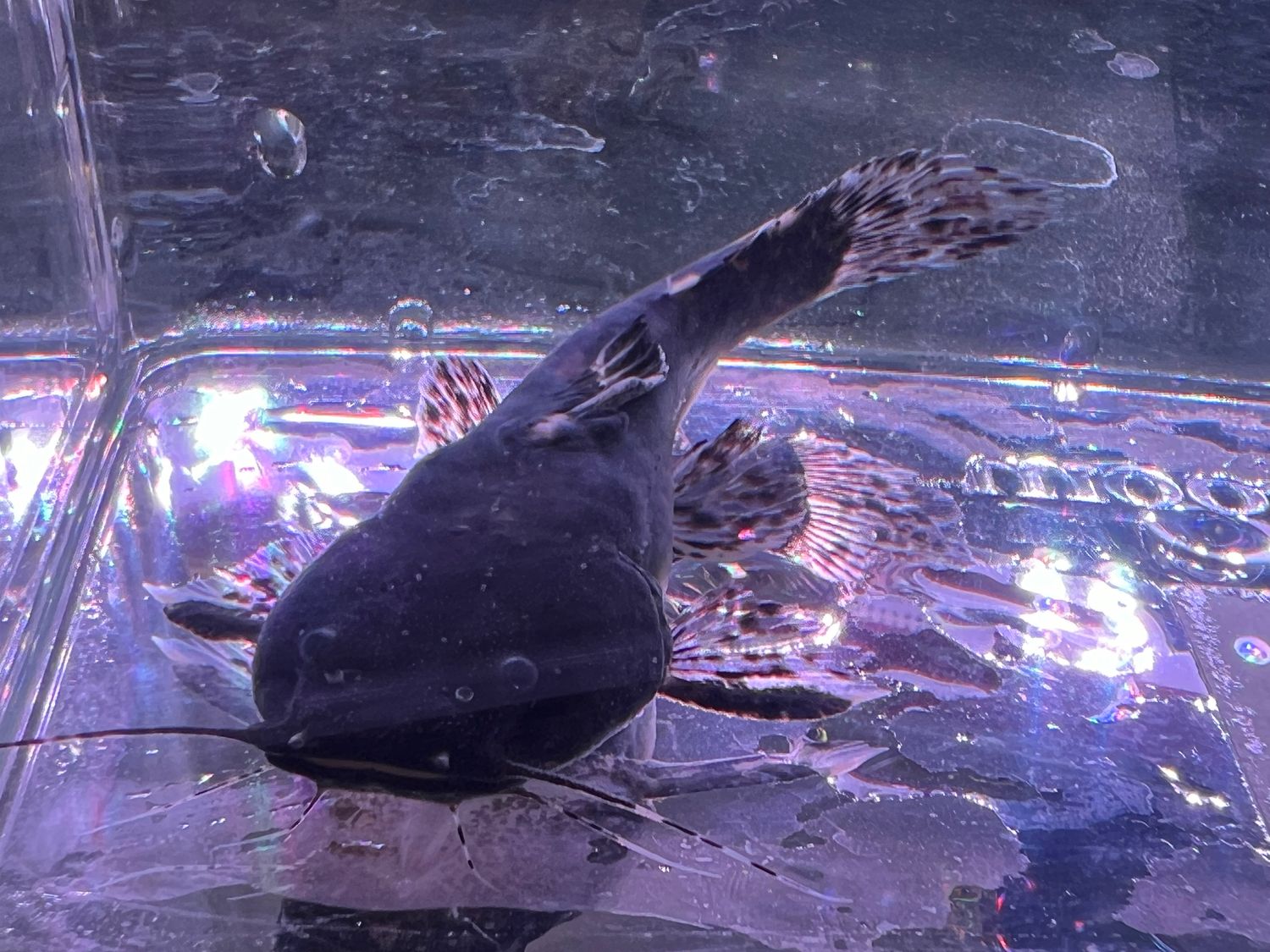 False Jaguar Catfish