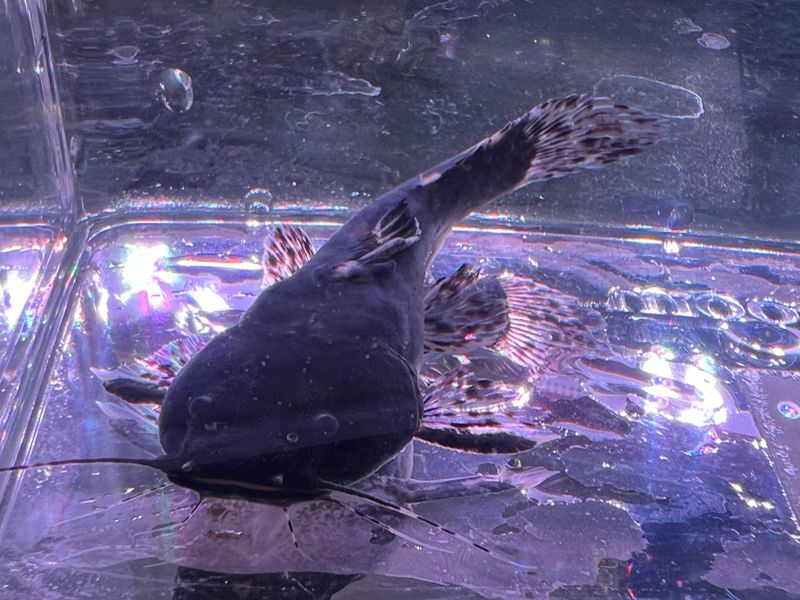 False Jaguar Catfish