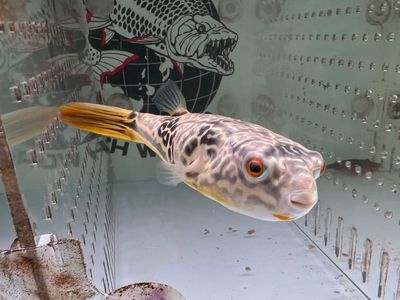Puffers