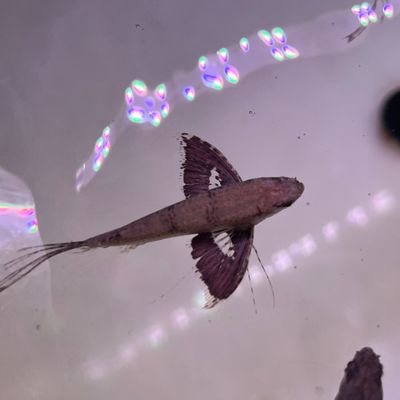 Odd Ball Fish
