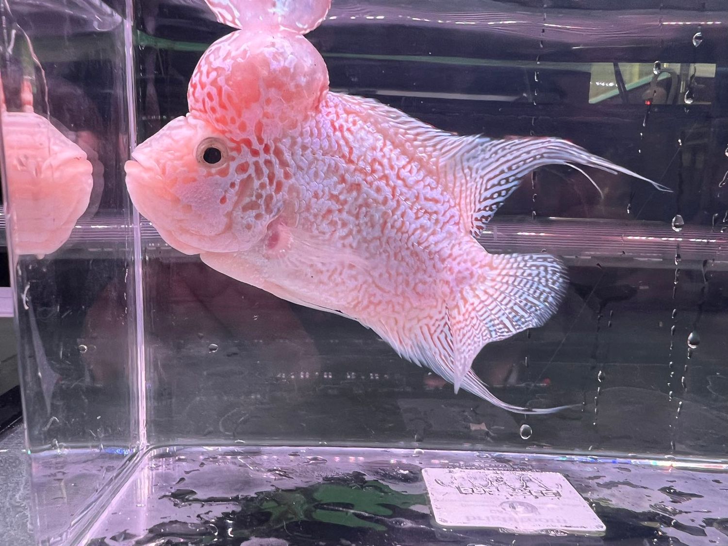 Kamfa Flowerhorn Cichlid