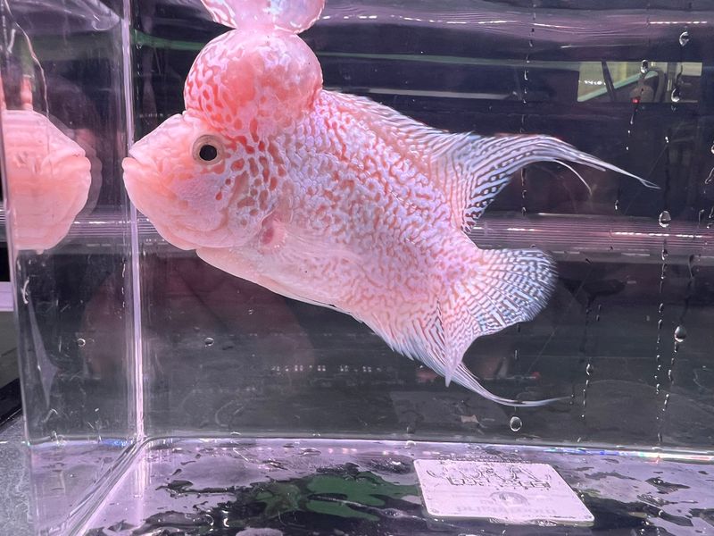 Kamfa Flowerhorn Cichlid