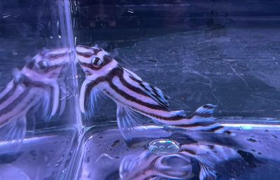L046 Zebra pleco