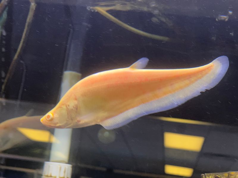 Albino Clown Knife