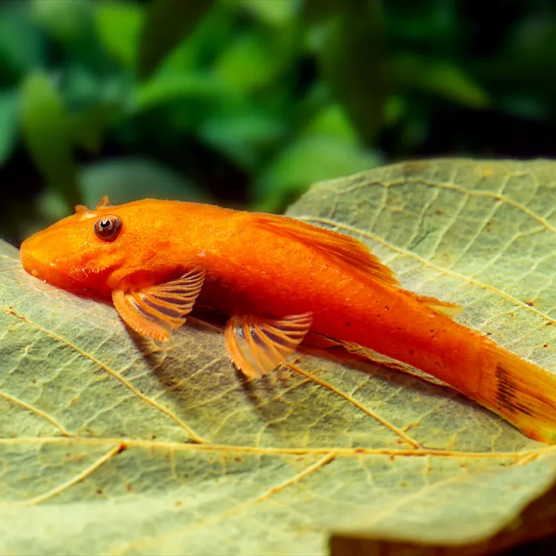 Super Red Bristlenose  Pleco