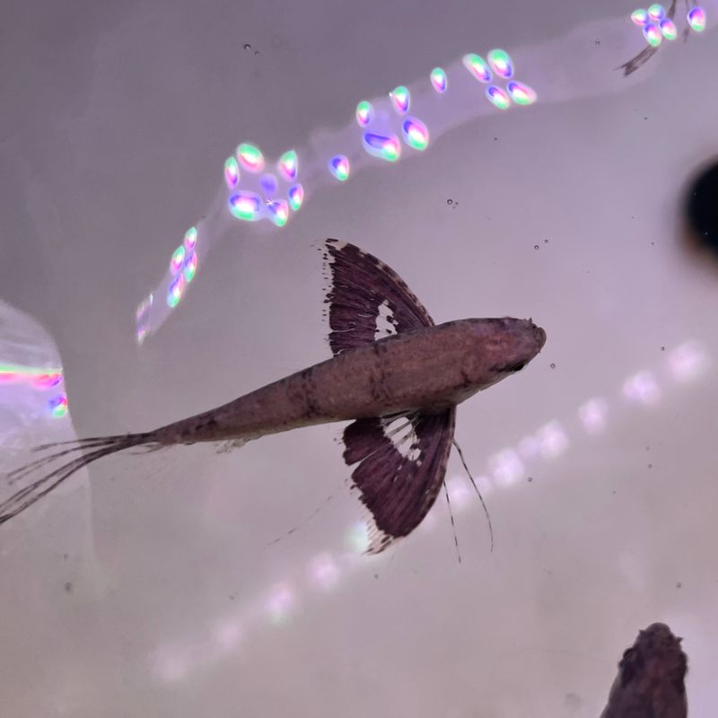 African Butterfly Fish