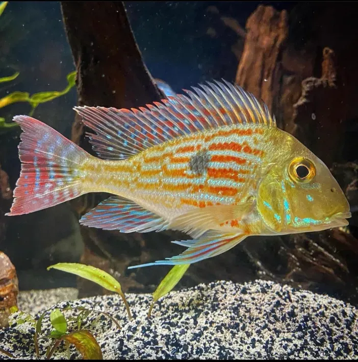 Sveni Geophagus