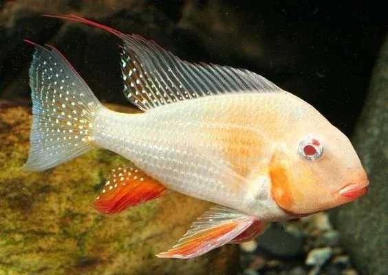 Albino Heckli Geophagus