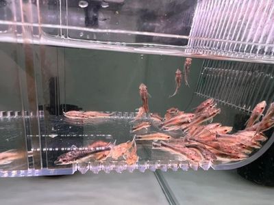 Otocinclus Catfish