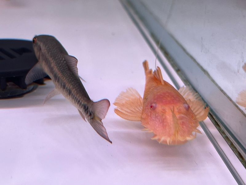 Albino Bushynose Pleco