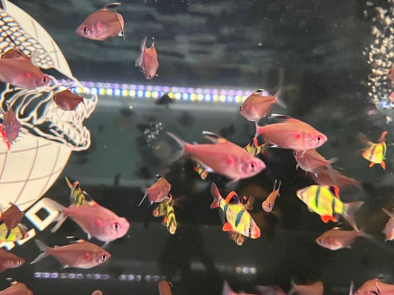 Bleeding Heart Tetra-Wild