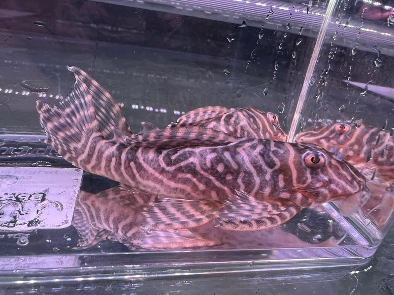 L333 Yellow King Tiger Pleco