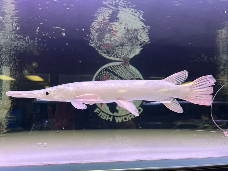 Platinum Alligator Gar