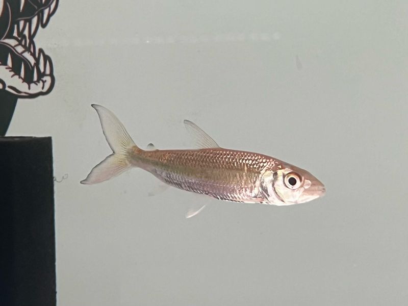 Vittatus African Tiger Fish (Hydrocynus Vittatus)