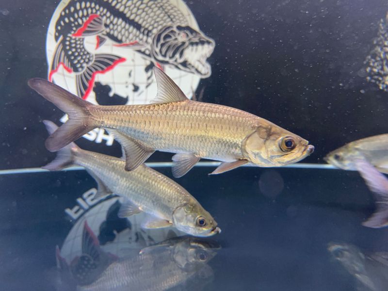 Atlantic Freshwater Tarpon (Megalops atlanticus)