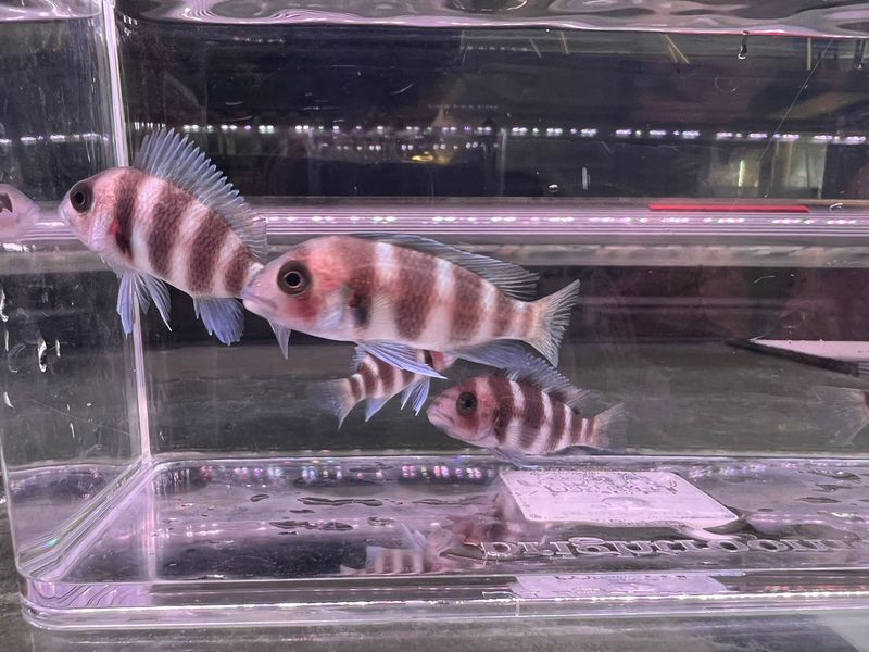 Frontosa Cichlid-TR