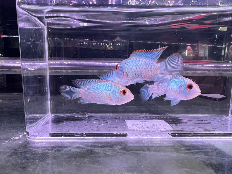 Electric Blue Acara