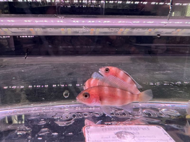 Brown Frontosa