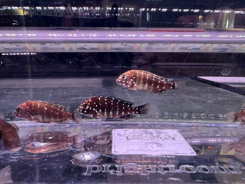 Assorted Trophies Cichlid (Random fish)