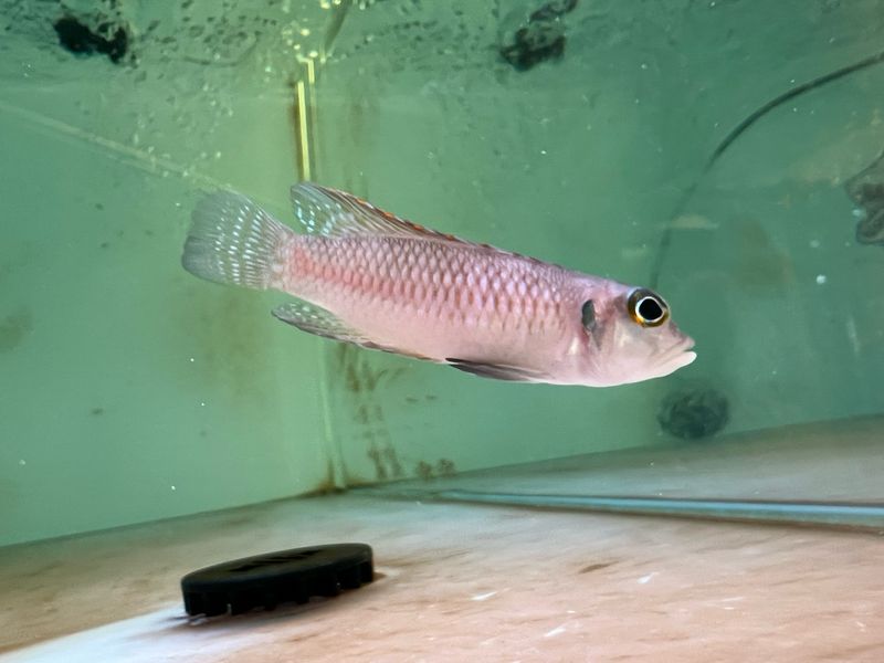 Gold Ocellatus