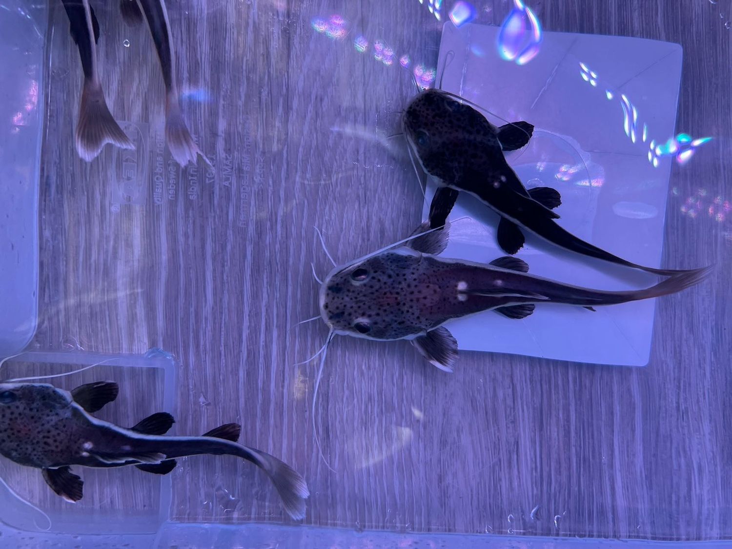 Redtail Catfish